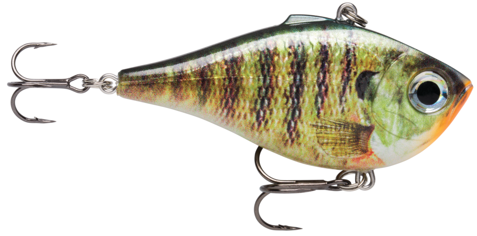 LIVE BLUEGILL