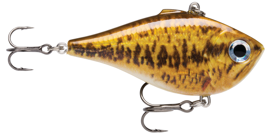 LIVE SMALLMOUTH BASS