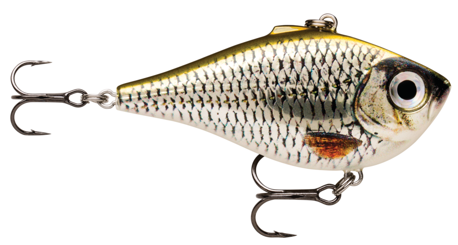 LIVE ROACH